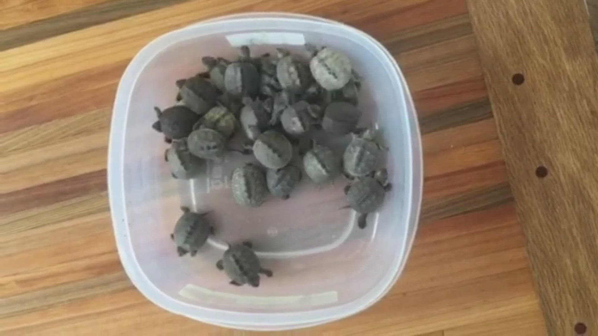 These terrapins were found by students at the Chesapeake Bay Foundation's Brock Environmental Center. (Courtesy: Chesapeake Bay Foundation)