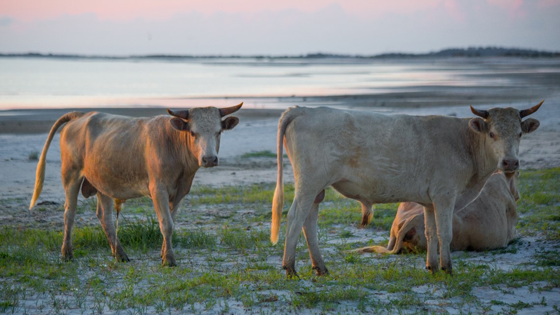 PHOTOS Herd of wild cows, horses on Cedar Island, North Carolina