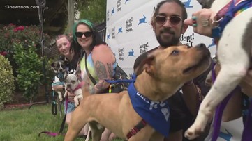 Pups strut their stuff for potential forever families at 'Poochella' in Norfolk