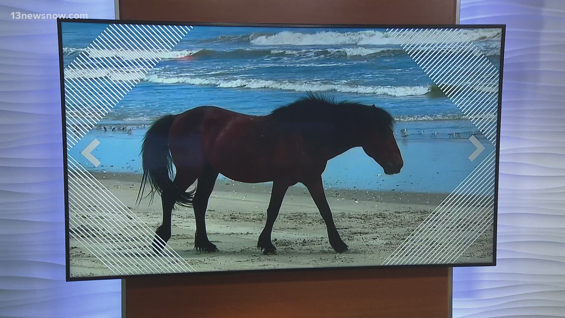 A wild horse is dead after a driver hit it on a beach on North Carolina's Outer Banks.