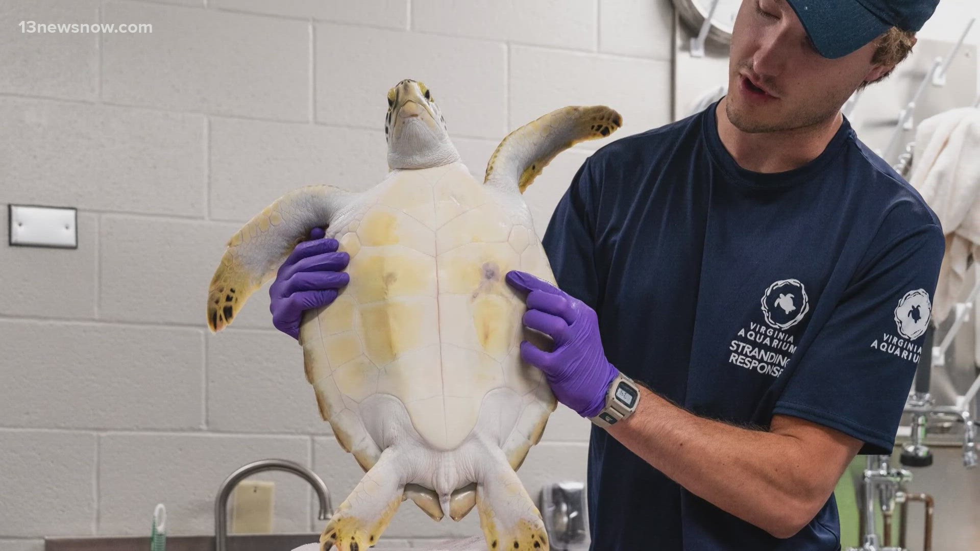 Of the 63 sea turtles reported hooked, aquarium officials said 56 were rescued and received rehabilitation.