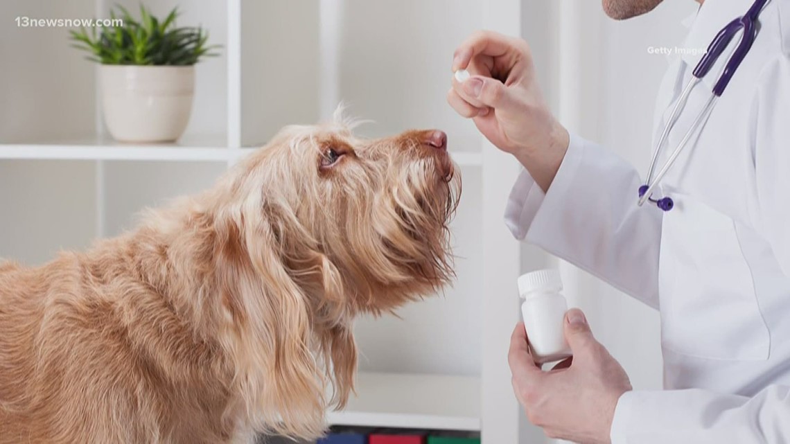 Bentley & Friends: Supplementing A Healthy Lifestyle