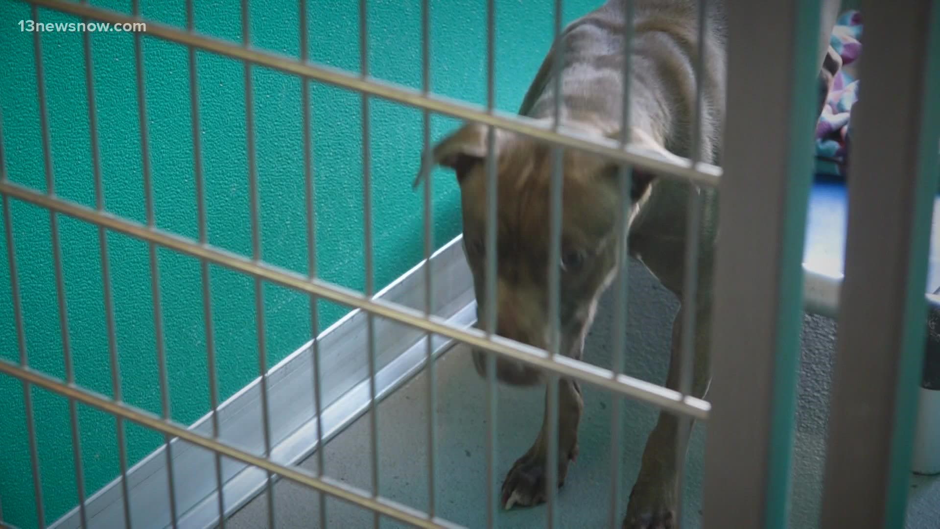 Adoptions are expected to resume later this week, after workers are able to determine that the virus from the stray dog did not spread.