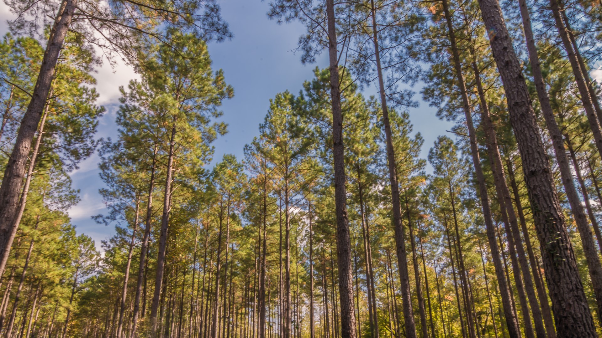 Restoring Longleaf Pines, Keystone Of Once Vast Ecosystems | 13newsnow.com