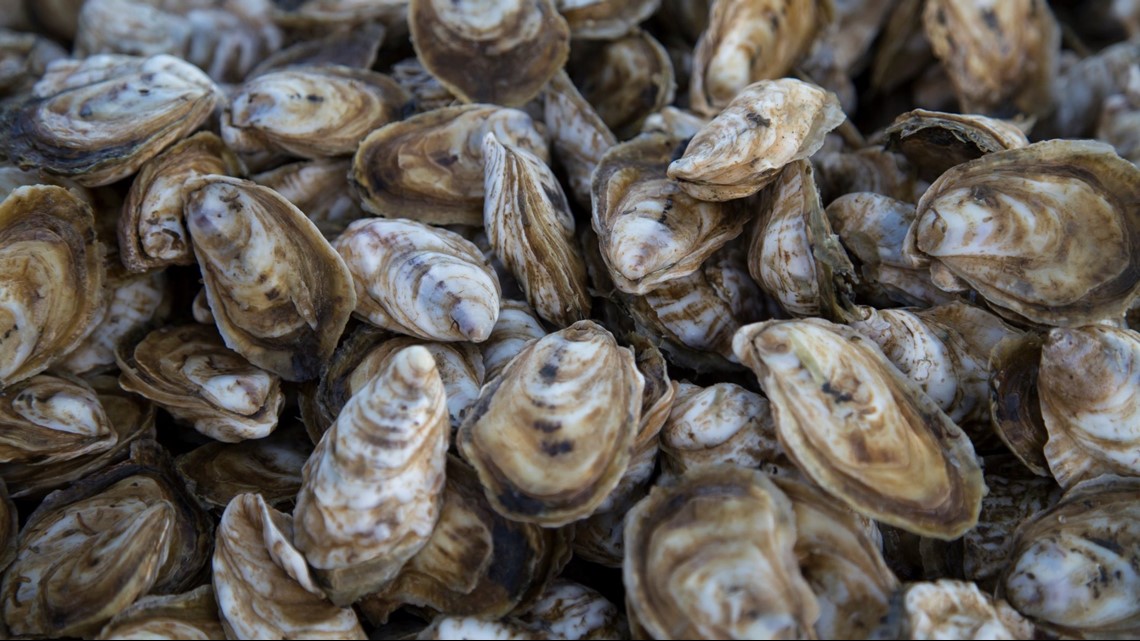 Study Parasite devastated Chesapeake Bay oysters in 1980s