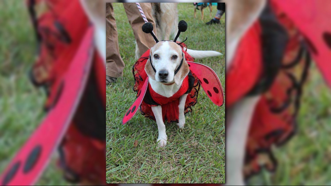 Pooch party Barktoberfest to return to Hampton