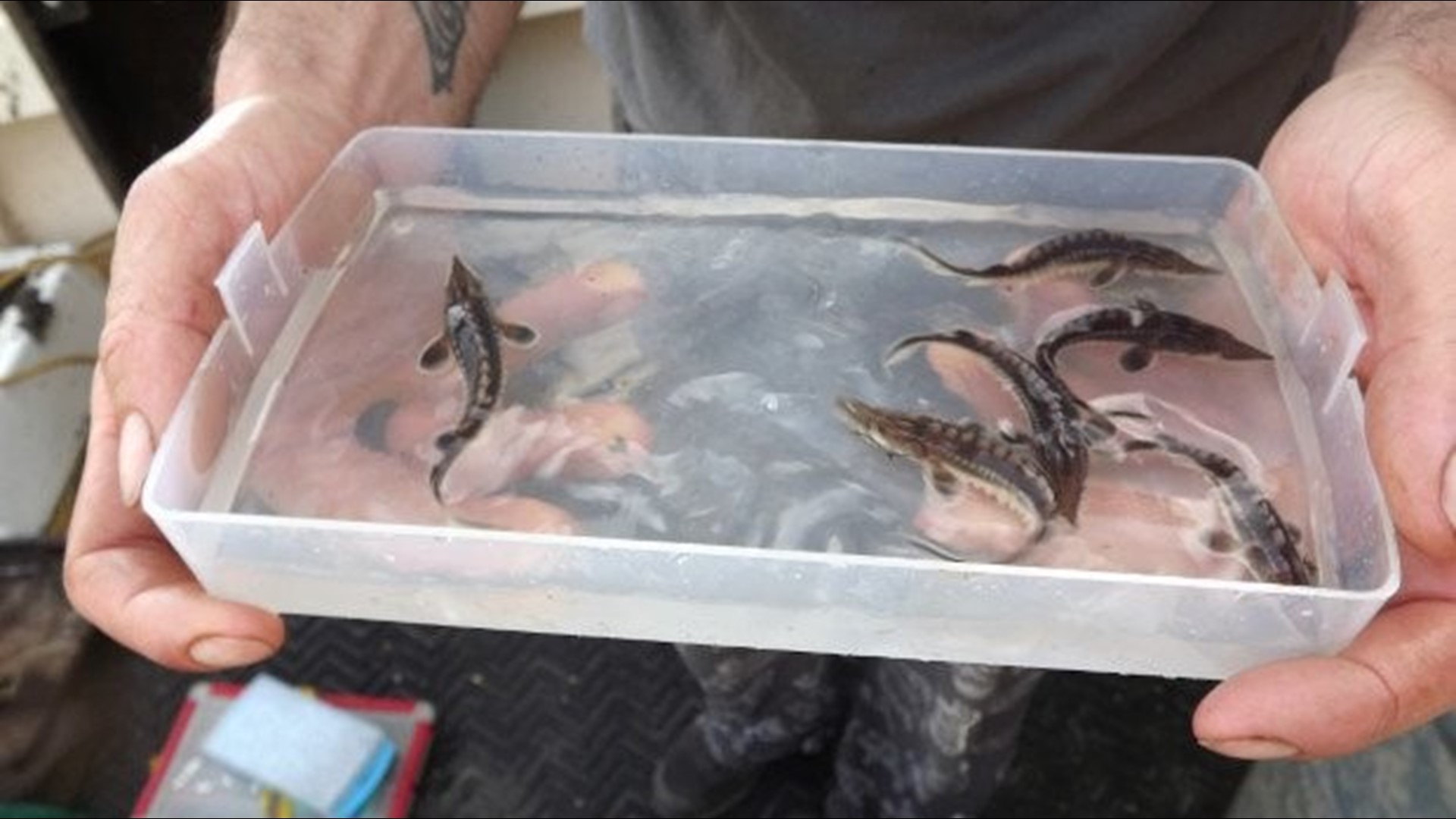 Baby sturgeon discovered in James River renew hope in restoration