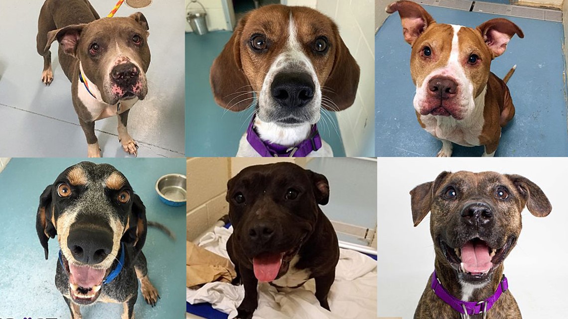 Foster a Portsmouth Humane Society pup for the Thanksgiving weekend