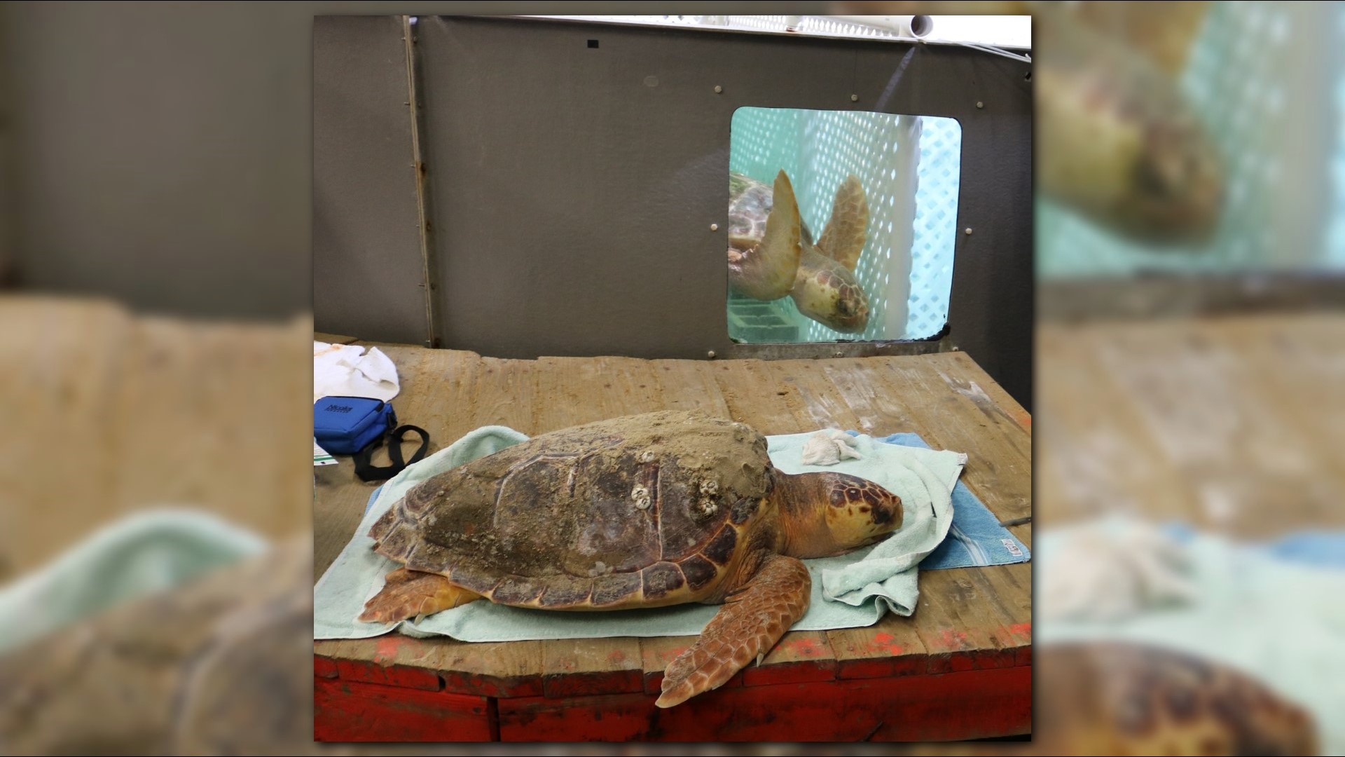 Cold-stunned sea turtles being reported to the Virginia Aquarium ...