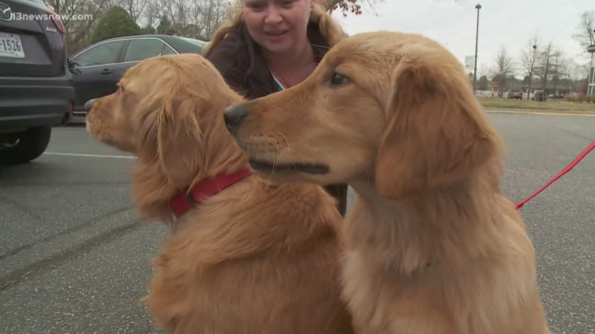 Dogs Rescued From Chinese Slaughterhouse Truck Looking For Their Fur Ever Homes 13newsnow Com