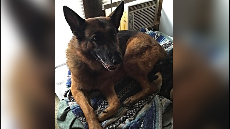 German Shepherd Smells Gas Saves Family 13newsnow Com