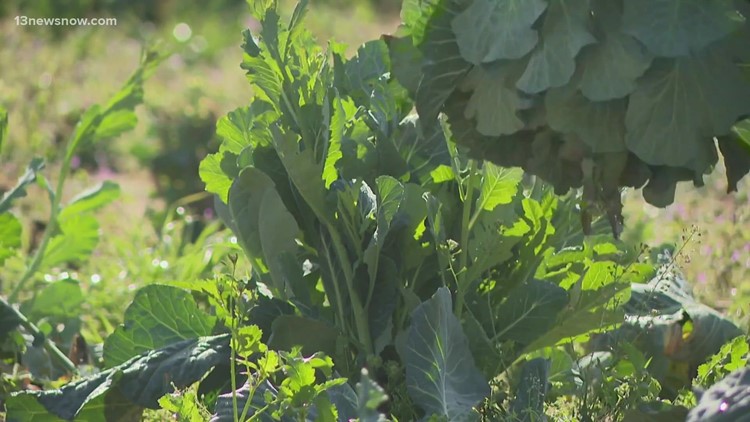 Virginia Beach farmer donates fresh produce to Foodbank
