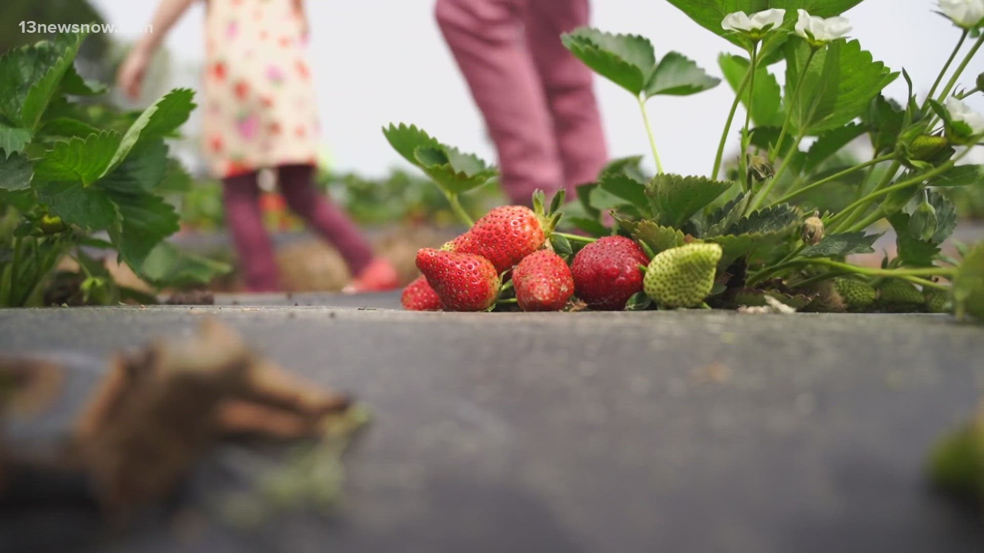 Local farms and produce stands across Hampton Roads are starting to offer their brightest, juiciest strawberries.