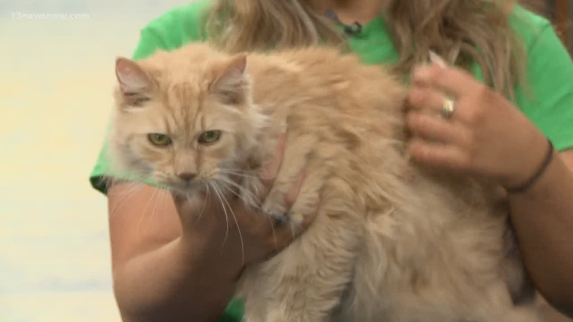 The Isle of Wight Animal Services brought in Oscar, a 12-year-old senior cat.