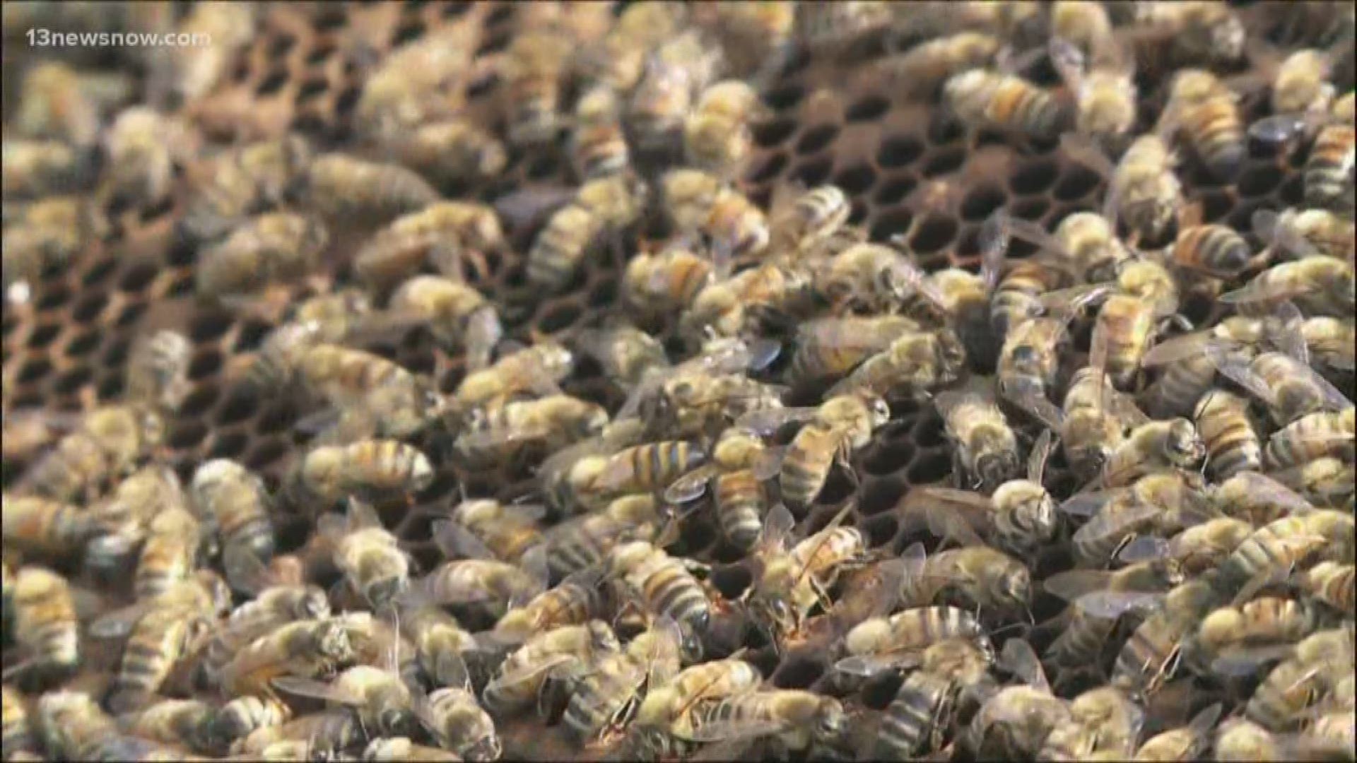 It's swarming season for Hampton Roads honey bees.