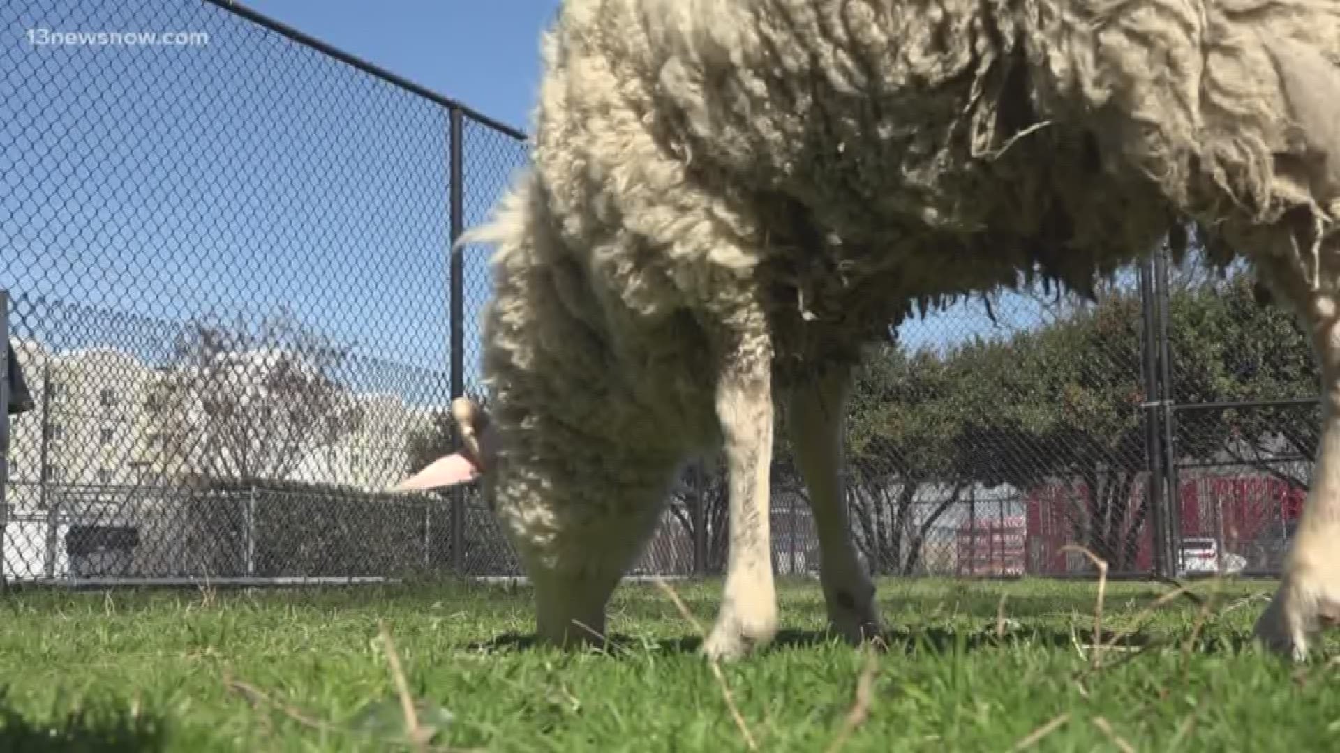 After a sheep was found wandering on Texas Avenue, the Norfolk Animal Care Center took it in.