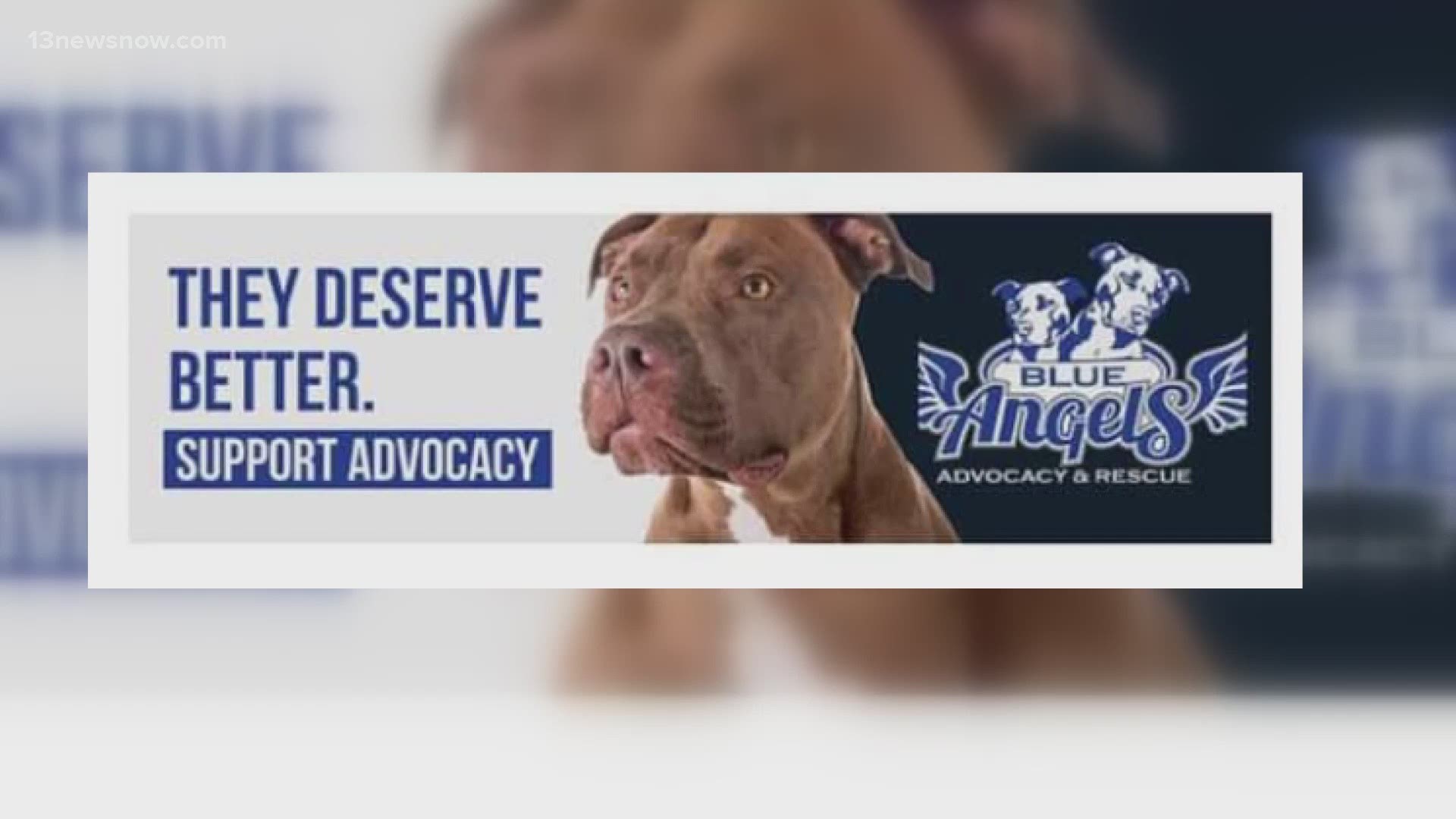 This dog rescue program in Hampton has a special mission - to find loving homes for pit bulls.