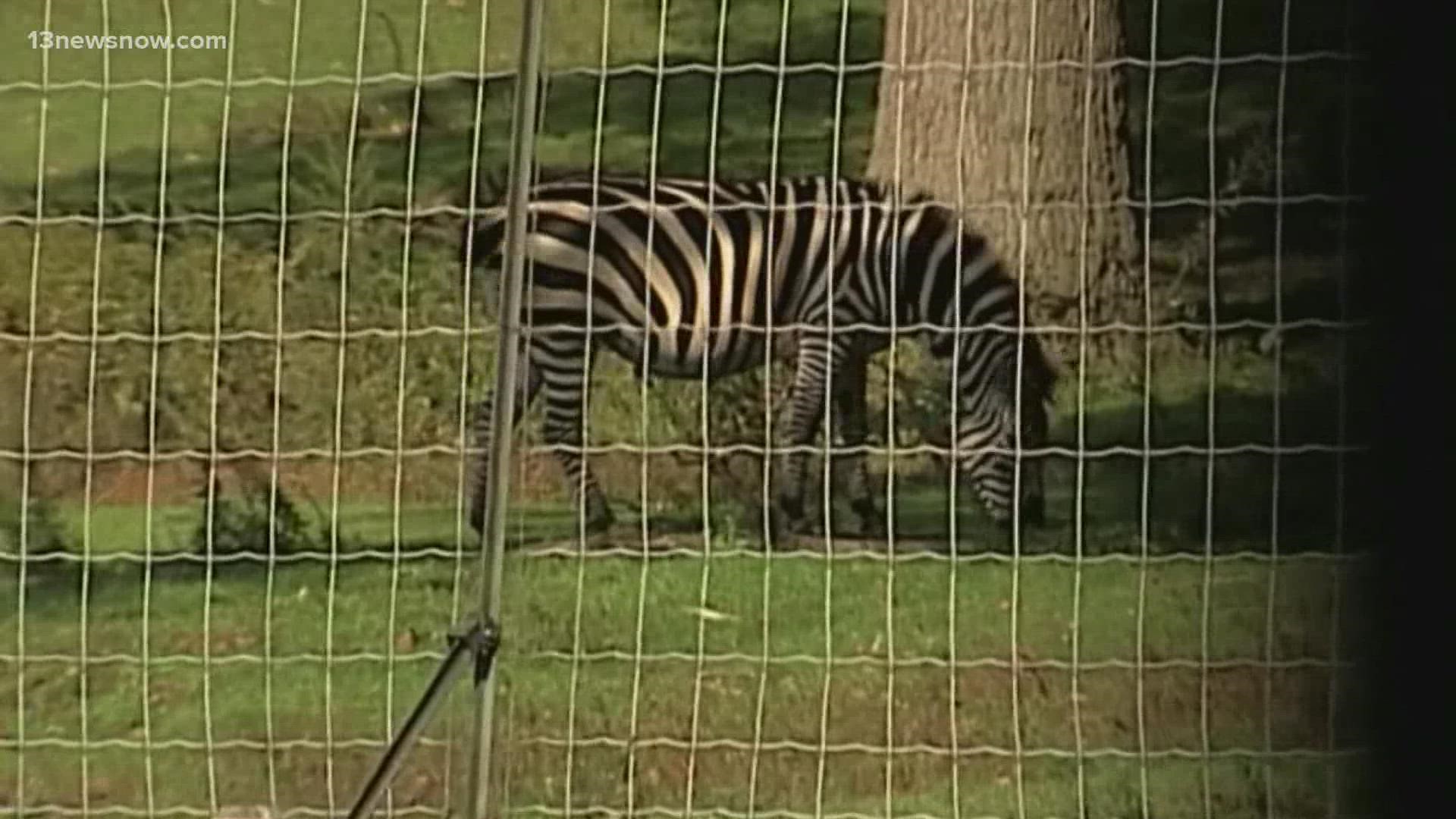 Nearly two decades ago this week, Zeke the Zebra made national headlines after roughing up a lion at the Norfolk zoo.