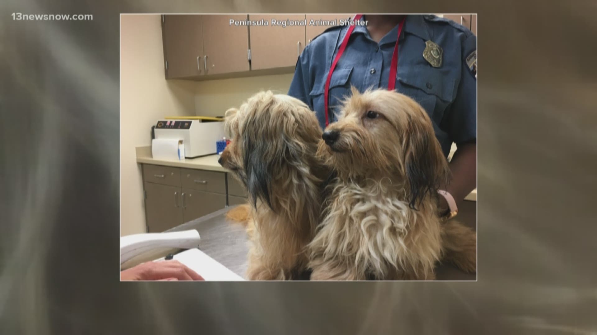 On July 4, Animal Control officials found 55 dogs inside a Hampton home. A week later, the owner surrendered 45 of those dogs.