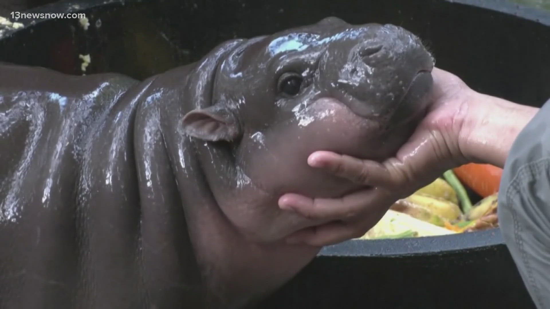 A Thai zoo is moving to patent the baby hippo's image and may even introduce a 24-hour livestream.