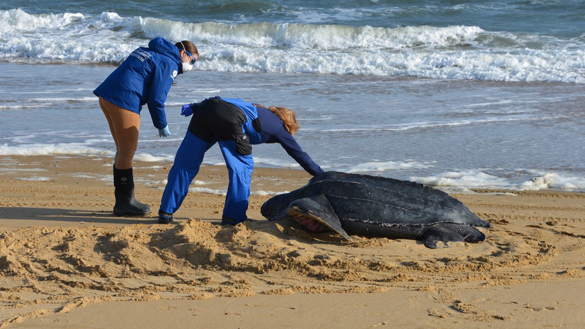 Leatherback Sea Turtle Euthanized After Washing Ashore Twice In Ocean View 13newsnow Com