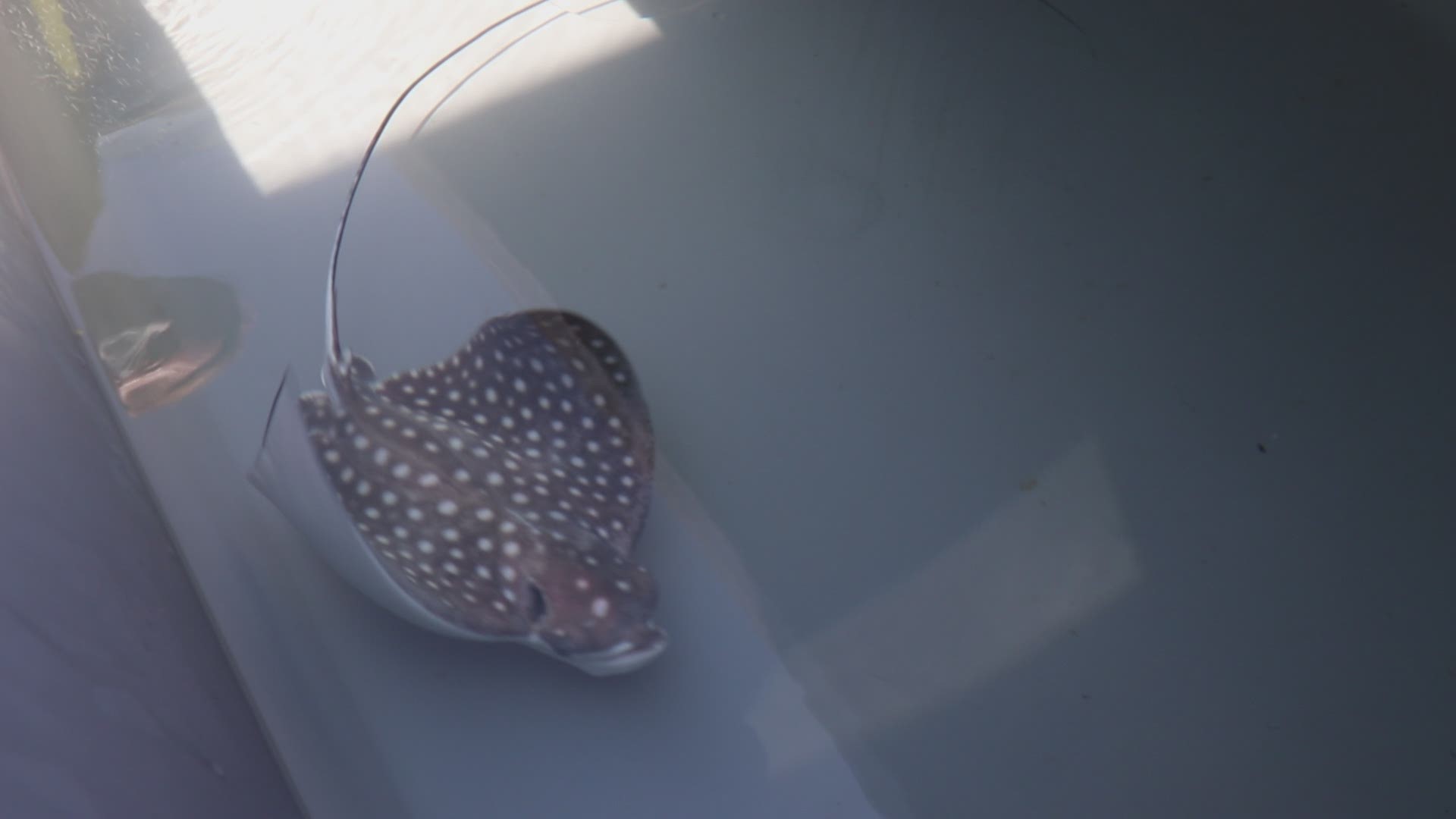 The Virginia Aquarium welcomed a spotted eagle ray pup on July 20, 2020.