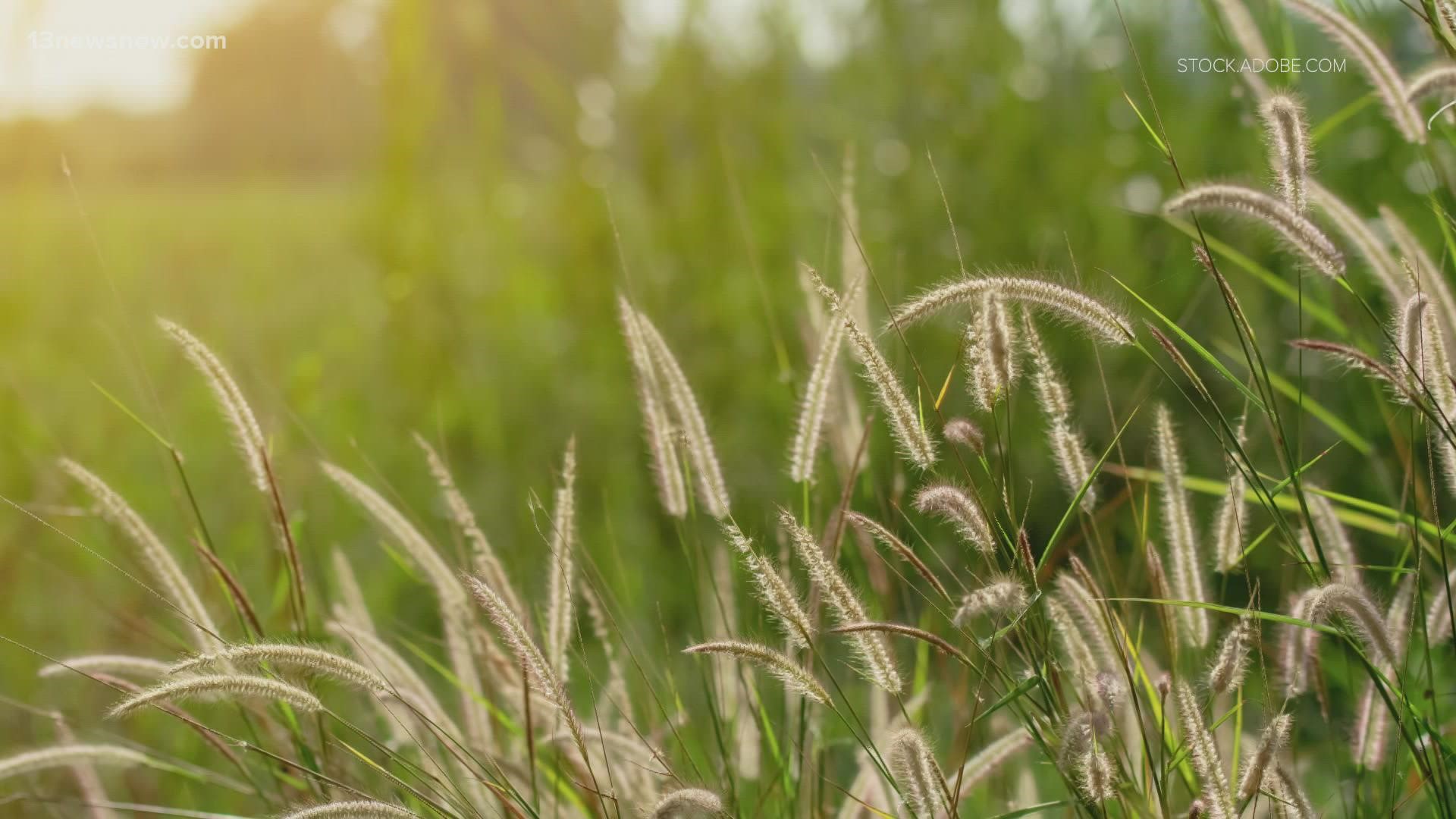 As the dormant plants get back into the full swing of bloom, pollen counts start to rise.