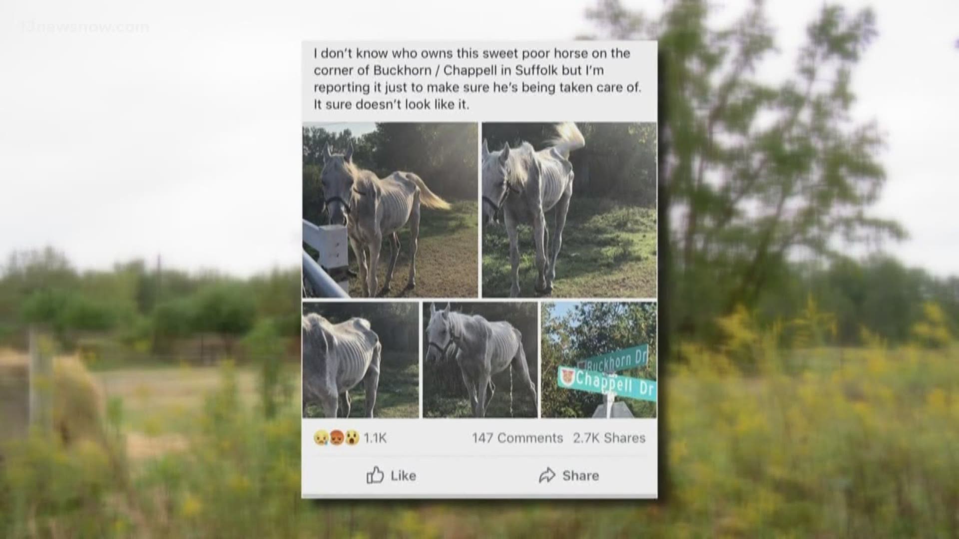 After photos circulated on social media of an emaciated white horse in Suffolk, police said the horse was under care for a medical issue, not abuse.