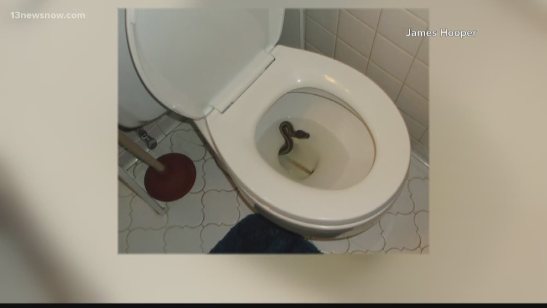 A snake was hanging out in a Virginia Beach man's toilet!