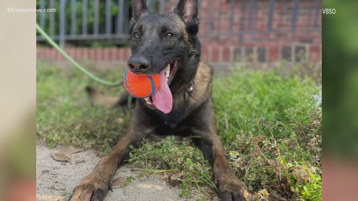 Virginia Beach Sheriff's Office Welcomes New K-9 | 13newsnow.com