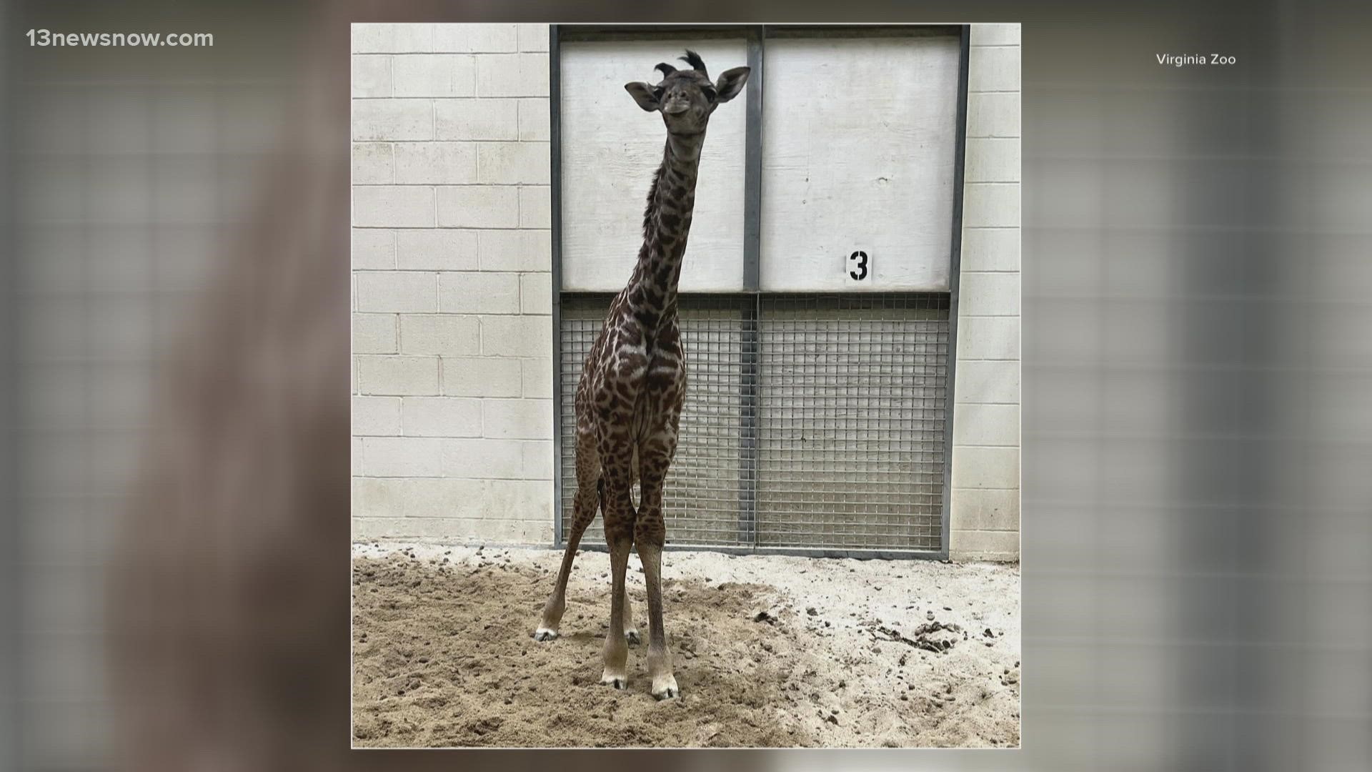 How Zoo Animals Do Breakfast