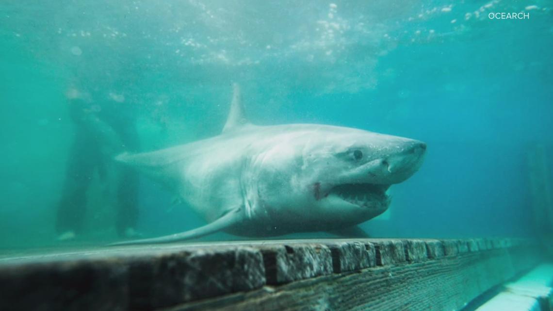 OCEARCH Shark Tracker shows great whites off Outer Banks coast