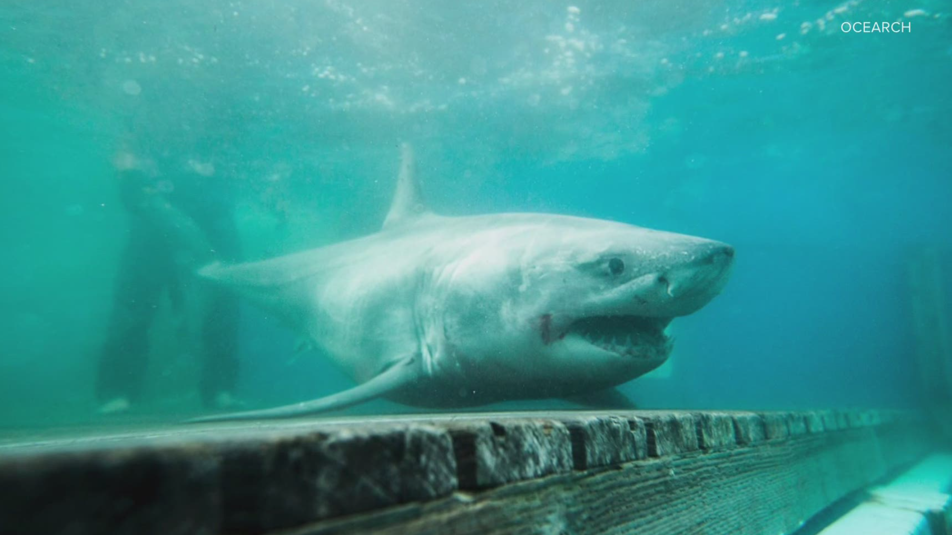 The sandbar shark is the most common shark found in the Chesapeake Bay and along the mid-Atlantic coast.