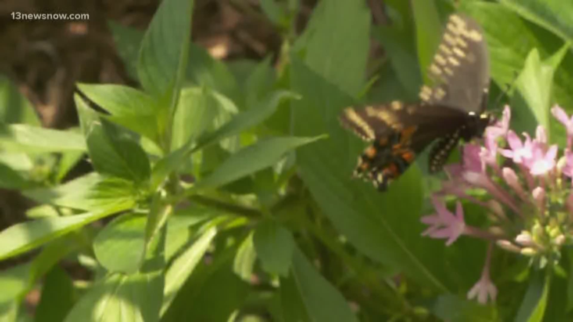 Butterfly Festival in Norfolk offers education and fun for young and old