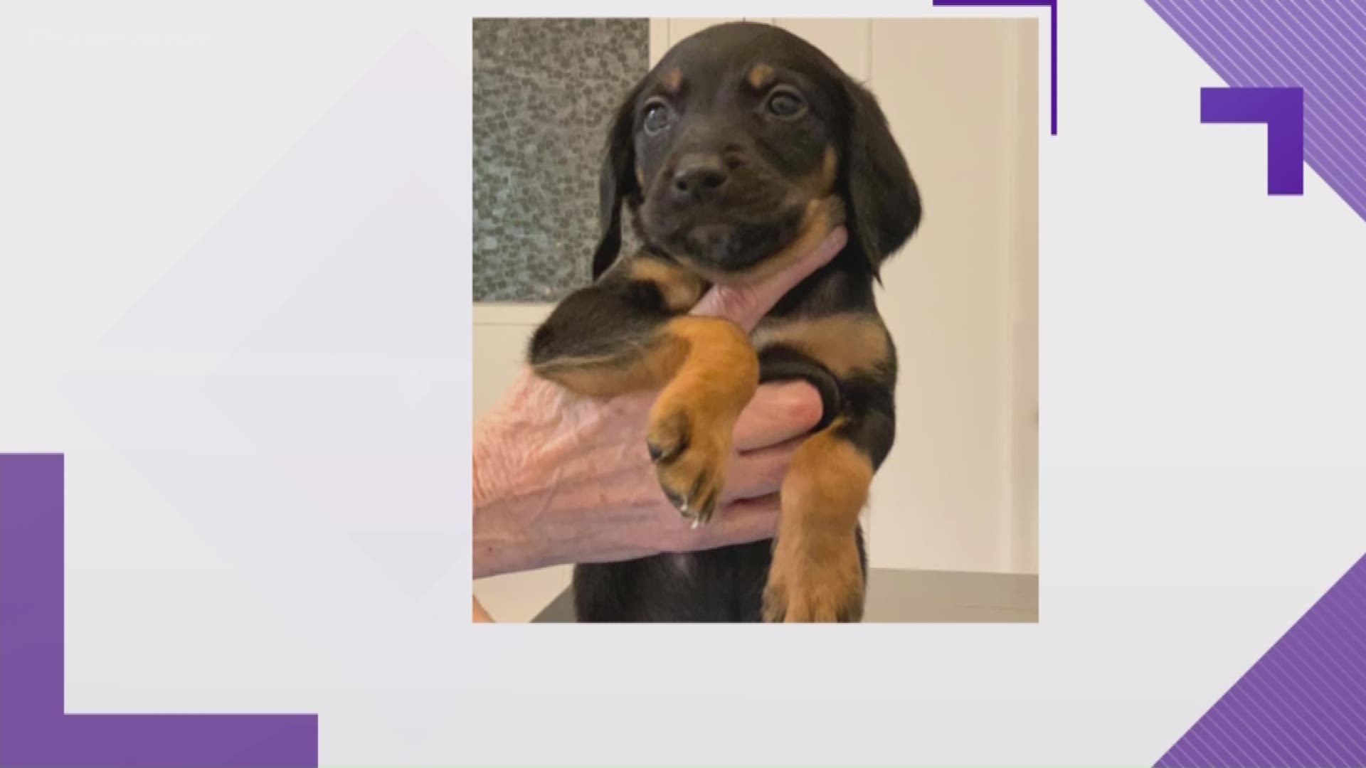 Bam Bam, a very sick puppy, was stolen from Hope For Life Rescue center at night. "Without treatment, he will most likely die," the center said.