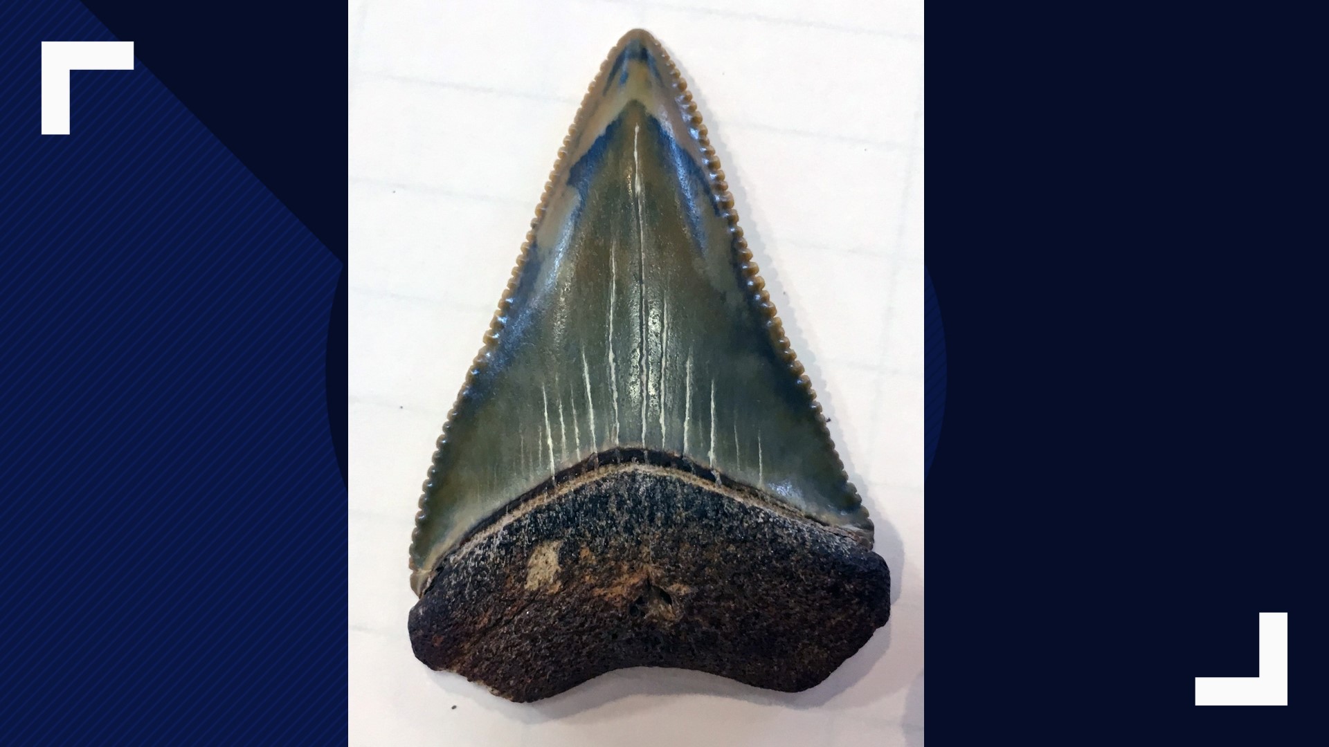 Now, THAT'S cool. A couple found a fossilized shark tooth on the Outer