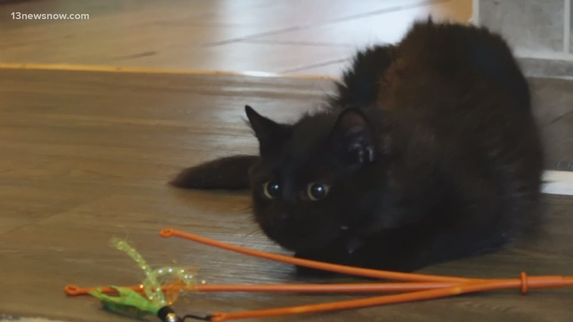 Pisa, a nine-month-old kitten, is living with his new family in Virginia Beach following days of living in the earthquake rubble.