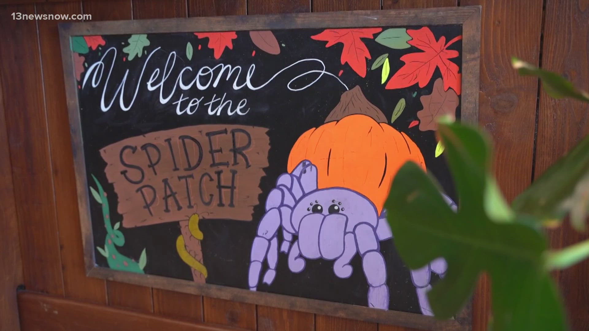 A truly unique store in Virginia Beach shines during spooky season. But it's not selling costumes and candy. These products are of the "creepy-crawly" variety.