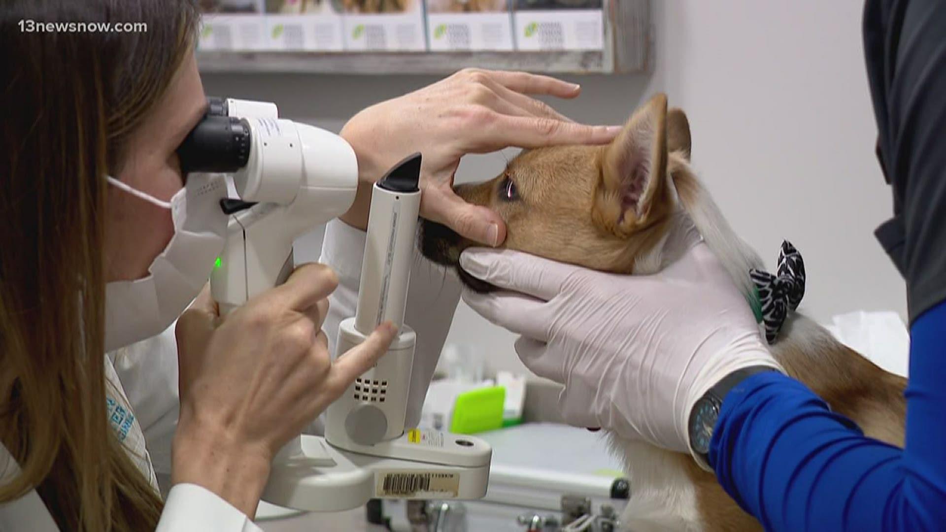 Animal Vision Center of Virginia offers free eye screenings for pets of healthcare  workers 