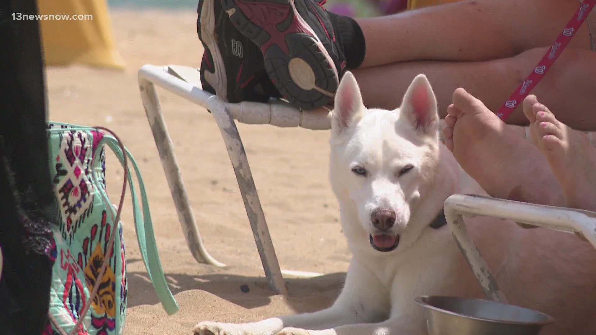Virginia Beach Animal Control officers say they are patrolling the beaches for people not following the rules.