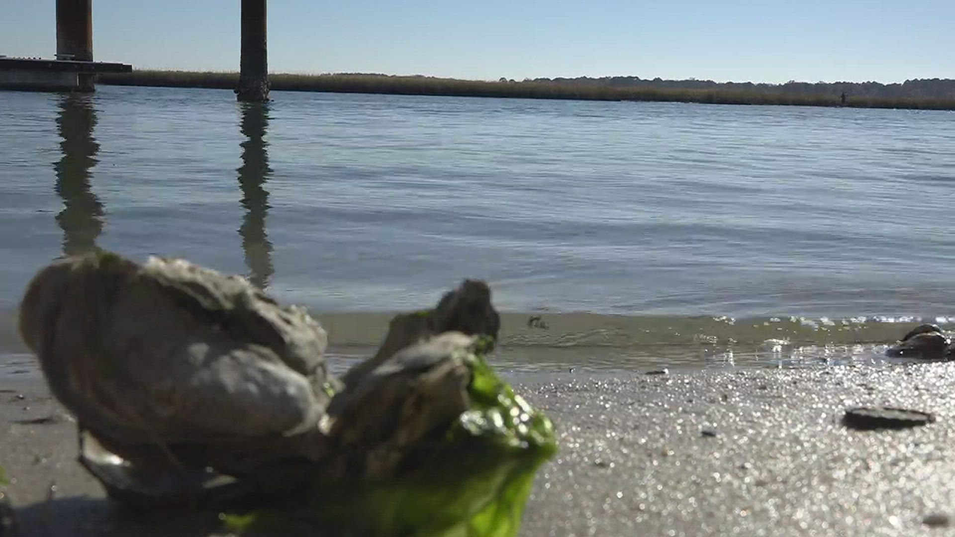 Think twice before throwing out your used oyster shells!