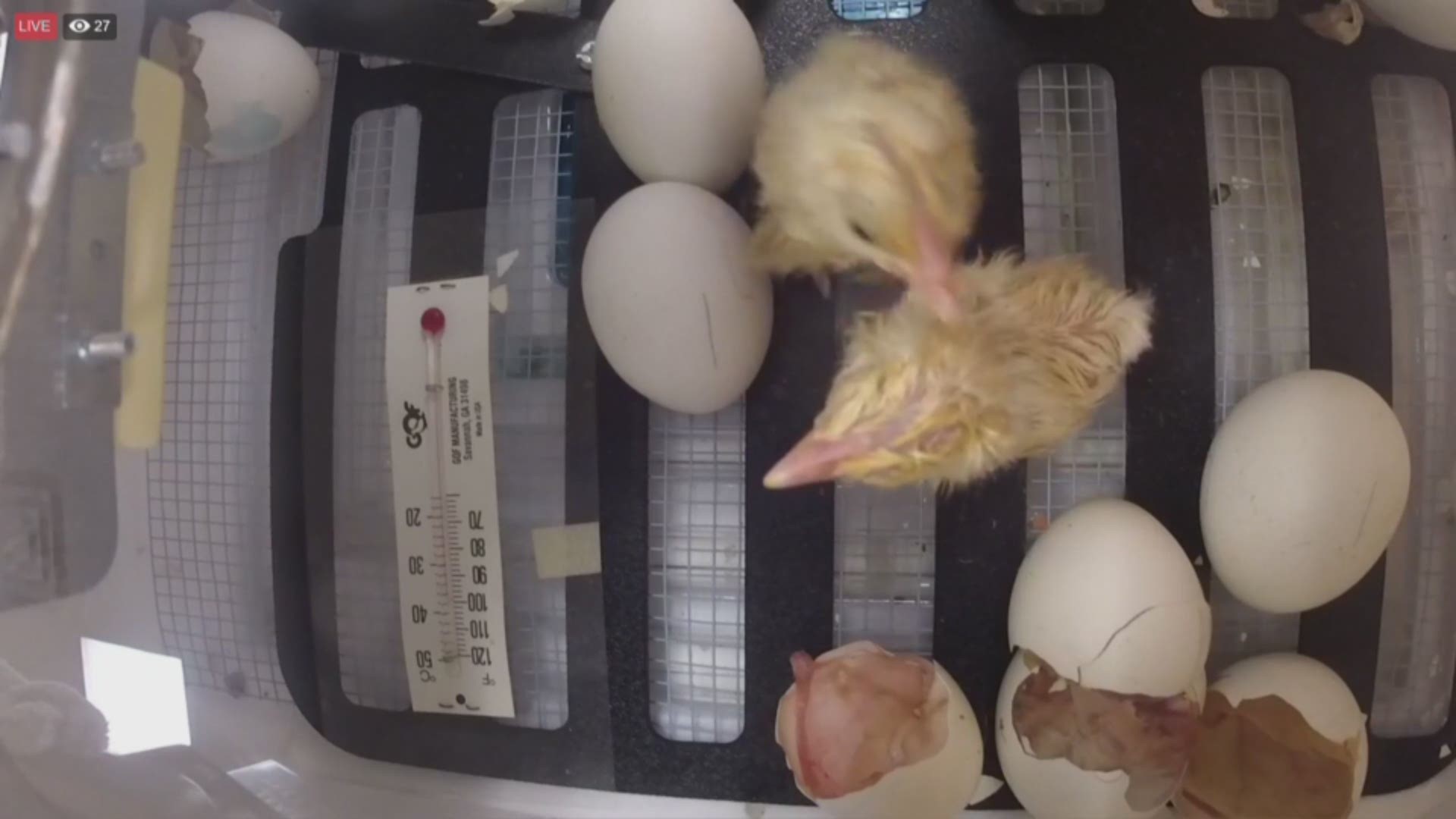 Chicks hatch at Virginia Beach's Great Neck Area Library