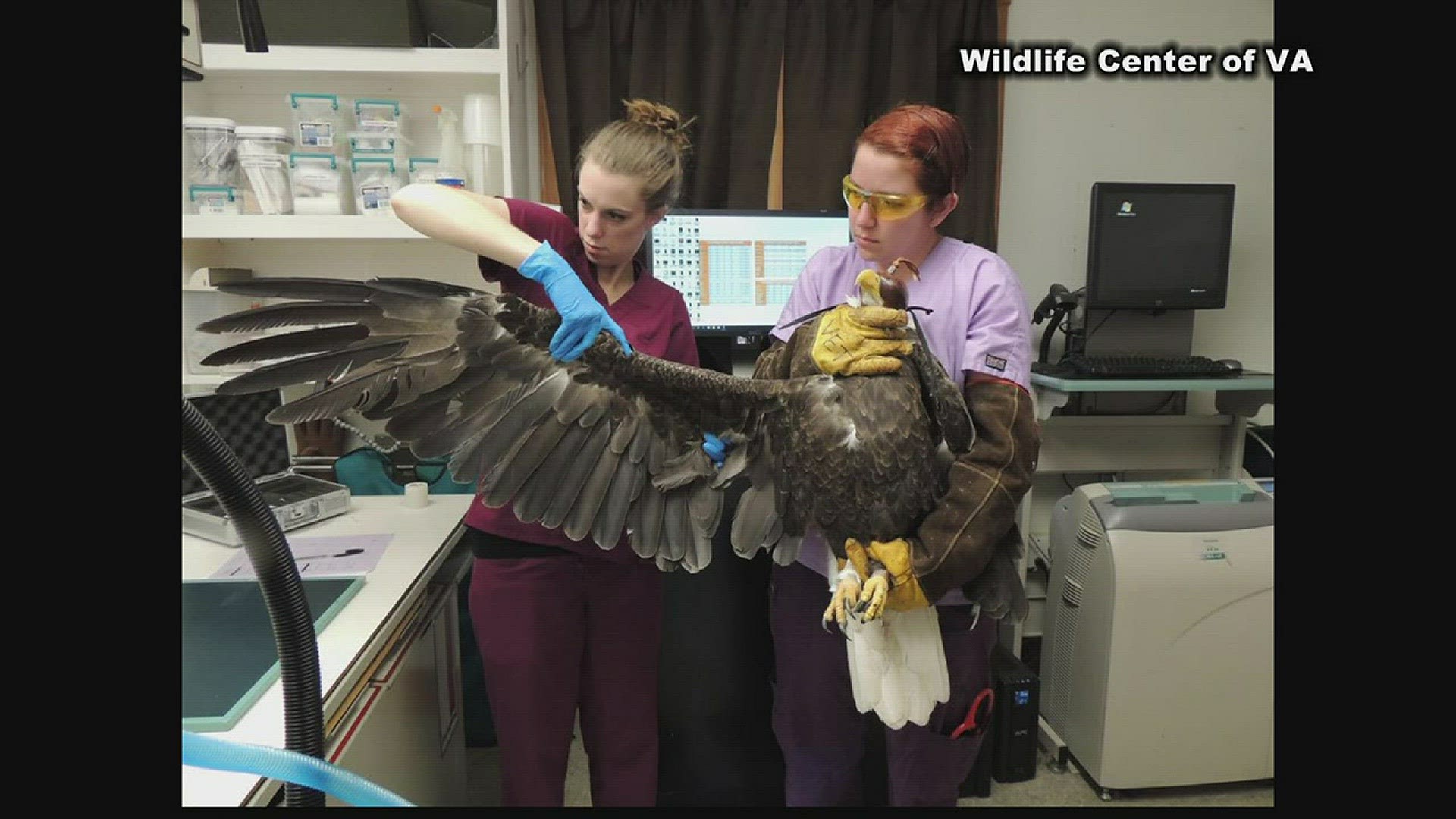 HK, an eagle born at Norfolk Botanical Garden in 2009, was hit by a car recently and will undergo surgery.