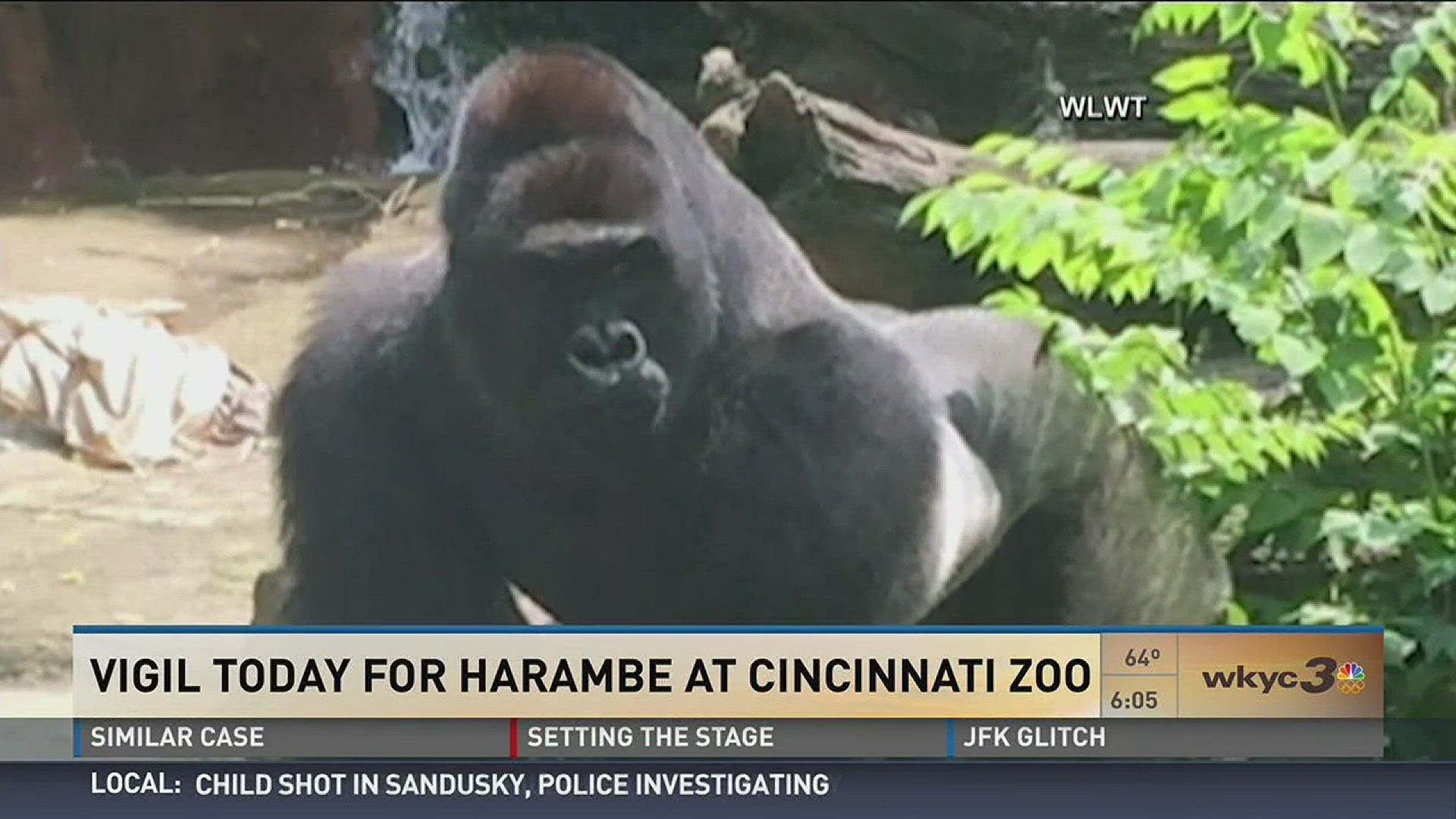 Gorilla And Girl X Video - Cincinnati mourns gorilla killed to save boy | 13newsnow.com