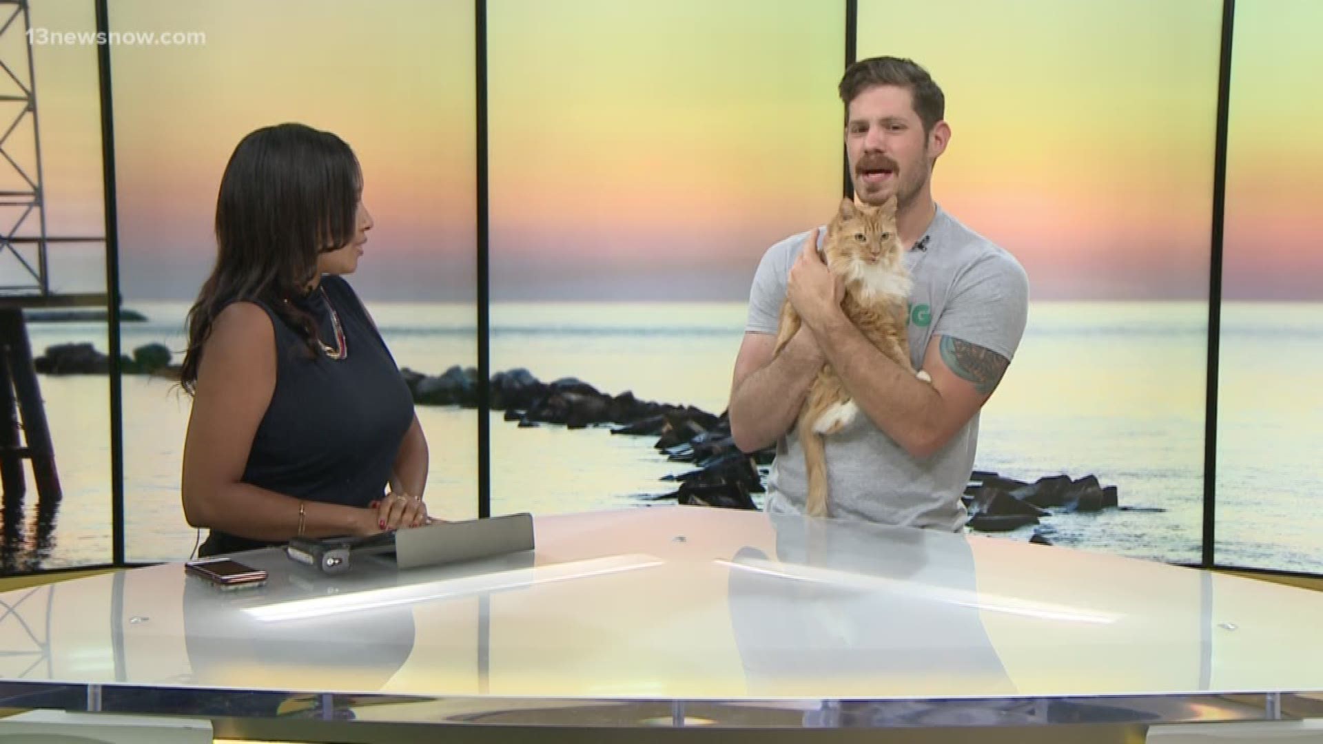 Shelter Sunday: Meet Lily! She's available for adoption at Virginia Beach SPCA
