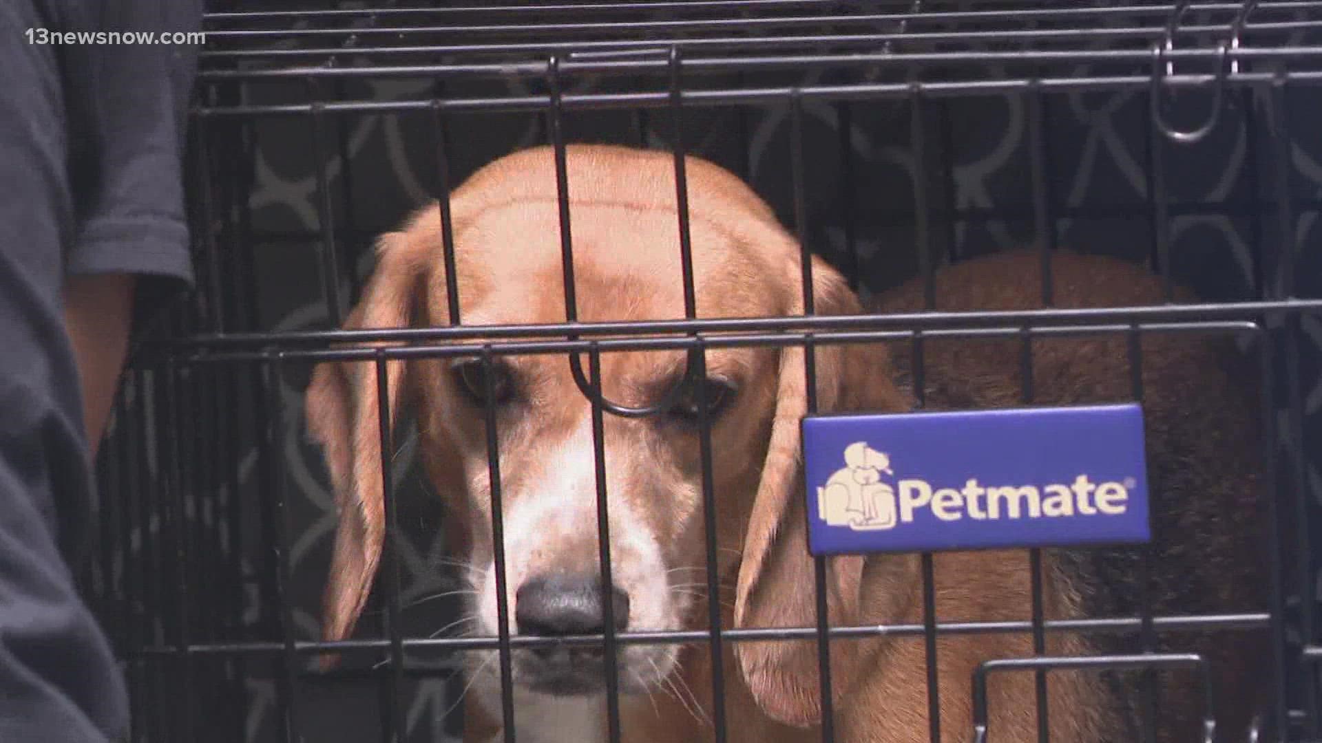 The last group of 312 dogs was transported from the facility on Sept. 1. Some of the 4,000 pups have already found homes.