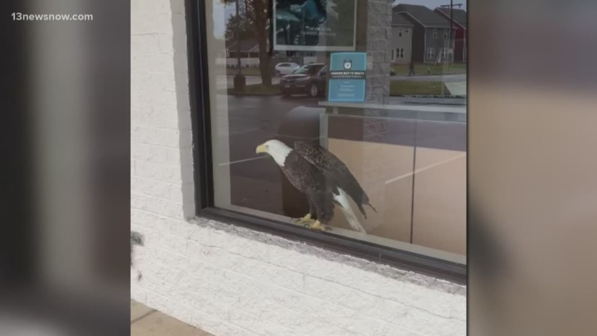 13News Now Ali Weatherton caught up with a man who witnessed a bald eagle fly through the window of an H&R Block in Virginia Beach.