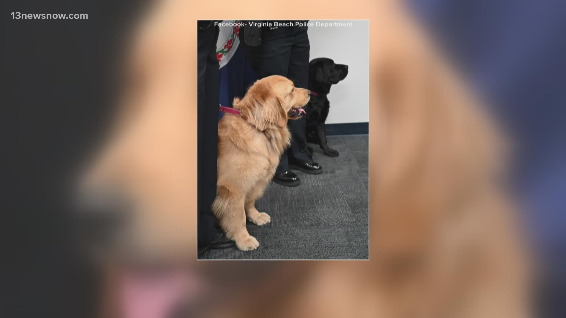 Simba and Geo were sworn in Tuesday into the Virginia Beach Police Department. They are comfort dogs.