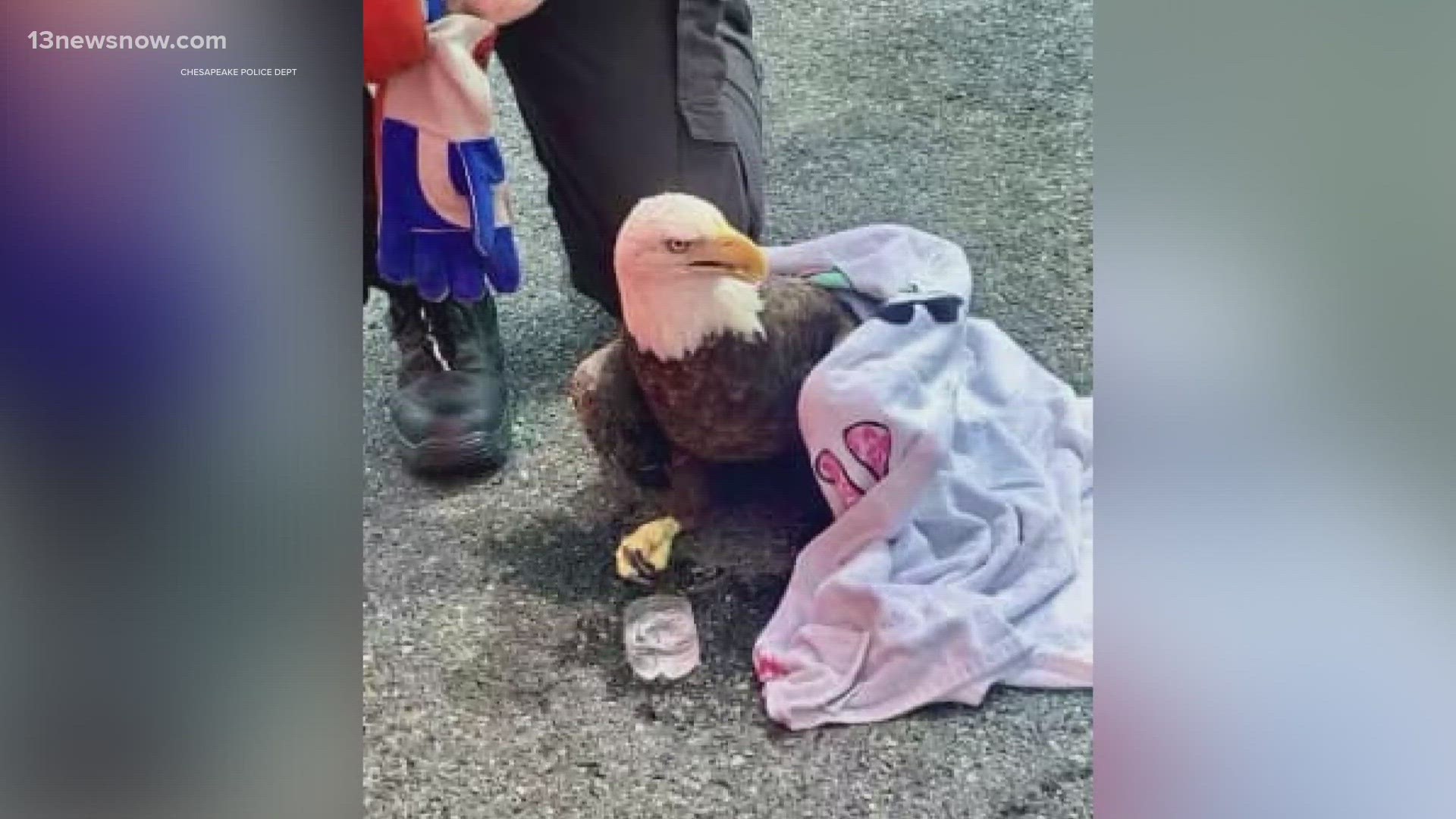 A police officer and animal control officer found an injured bald eagle near "Crossways Boulevard".