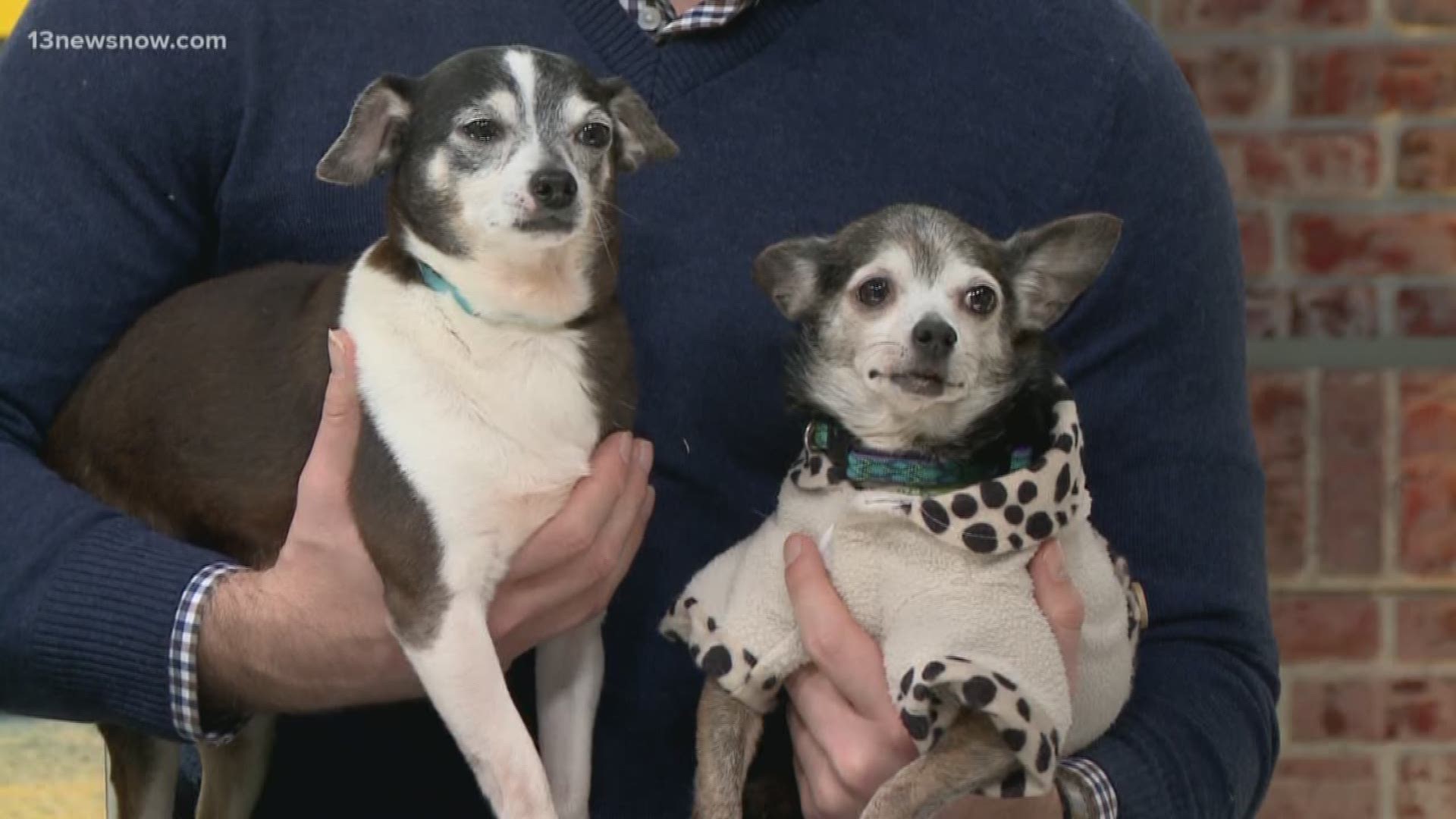 Meet Princess and Turtle who are at the Virginia Beach SPCA -- and are looking for their forever home.